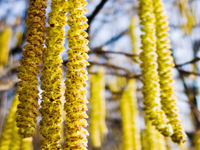 Blüten einer Pflanze, Pollen, Allergien und die passende Medikation